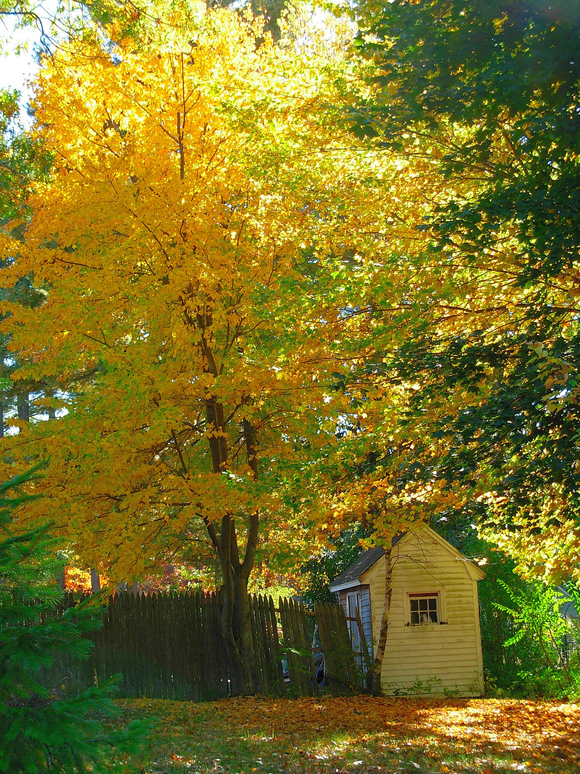 Fall Shed (user submitted)