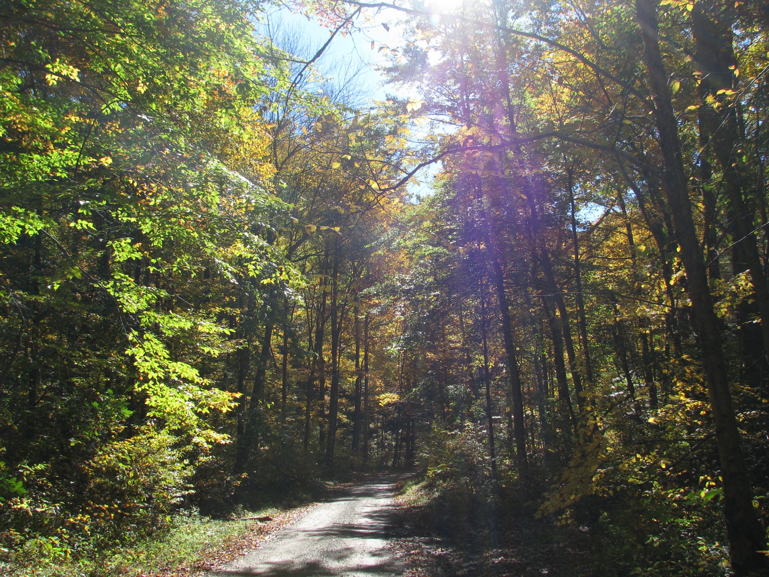 Autumn Trail (user submitted)