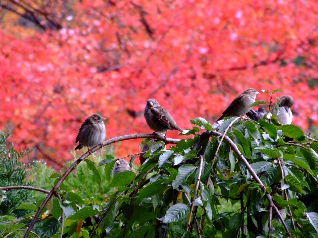 Birds in Fall (user submitted)