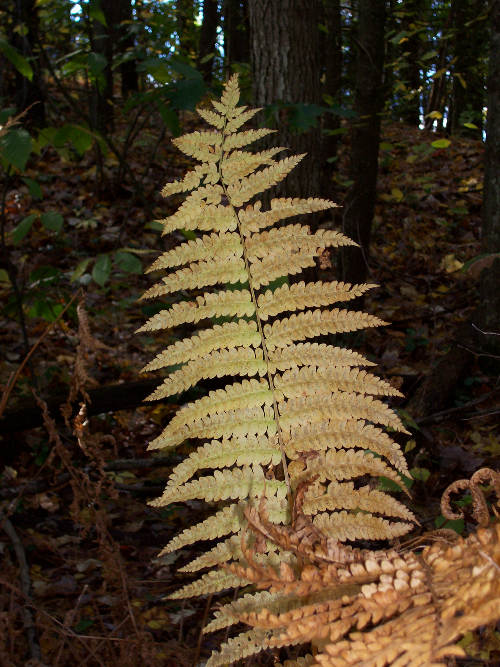 Fall Fern (user submitted)