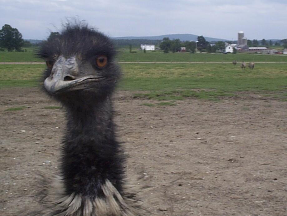 Curious Emu (user submitted)