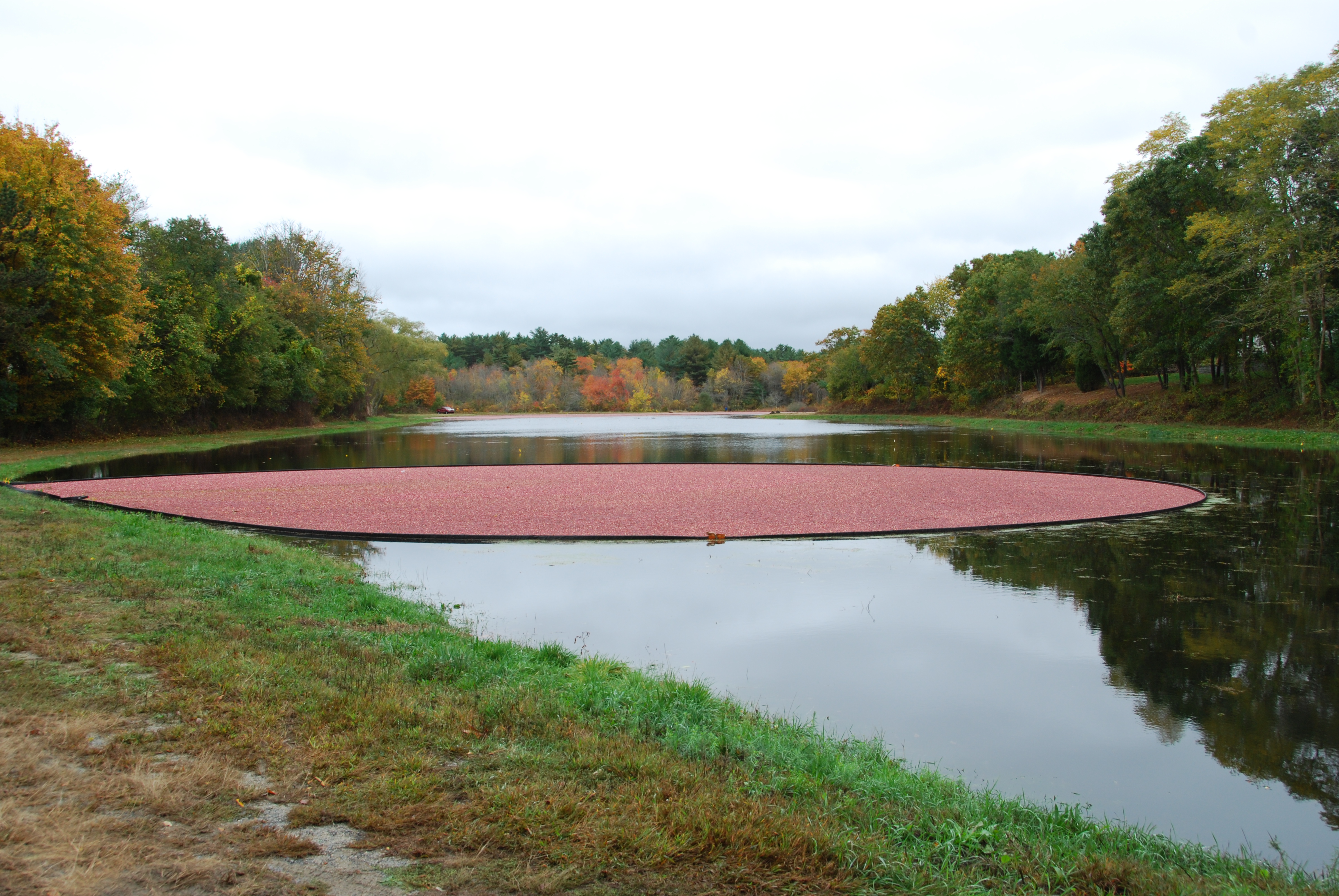 Cranberry Bog New England Today