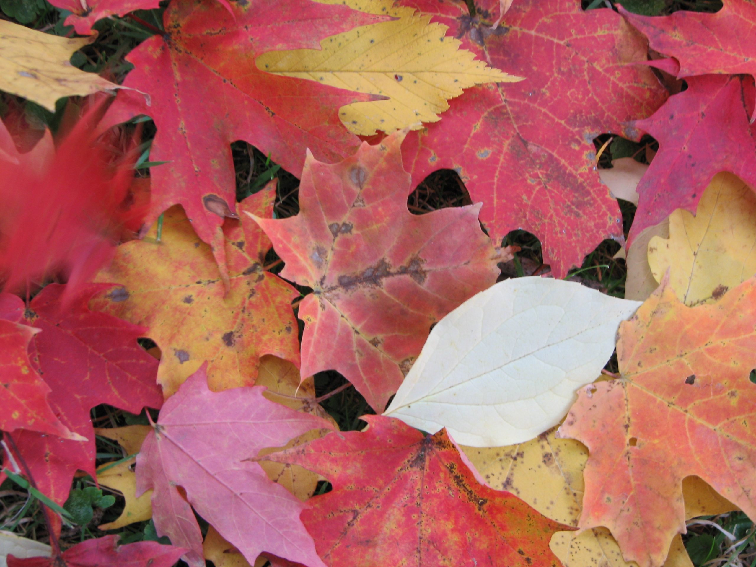 Close-Up of Fall Leaves (user submitted)
