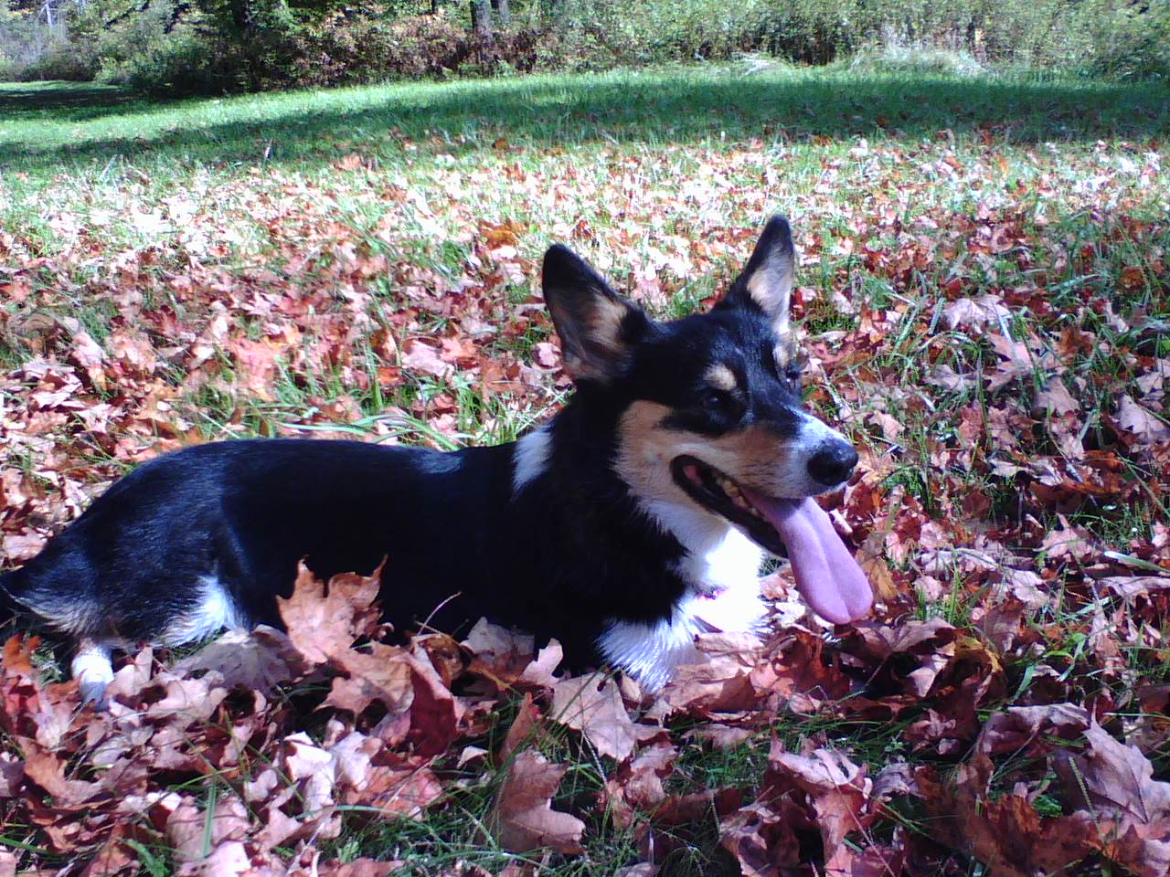 Corgi Resting in Fall Leaves (user submitted)