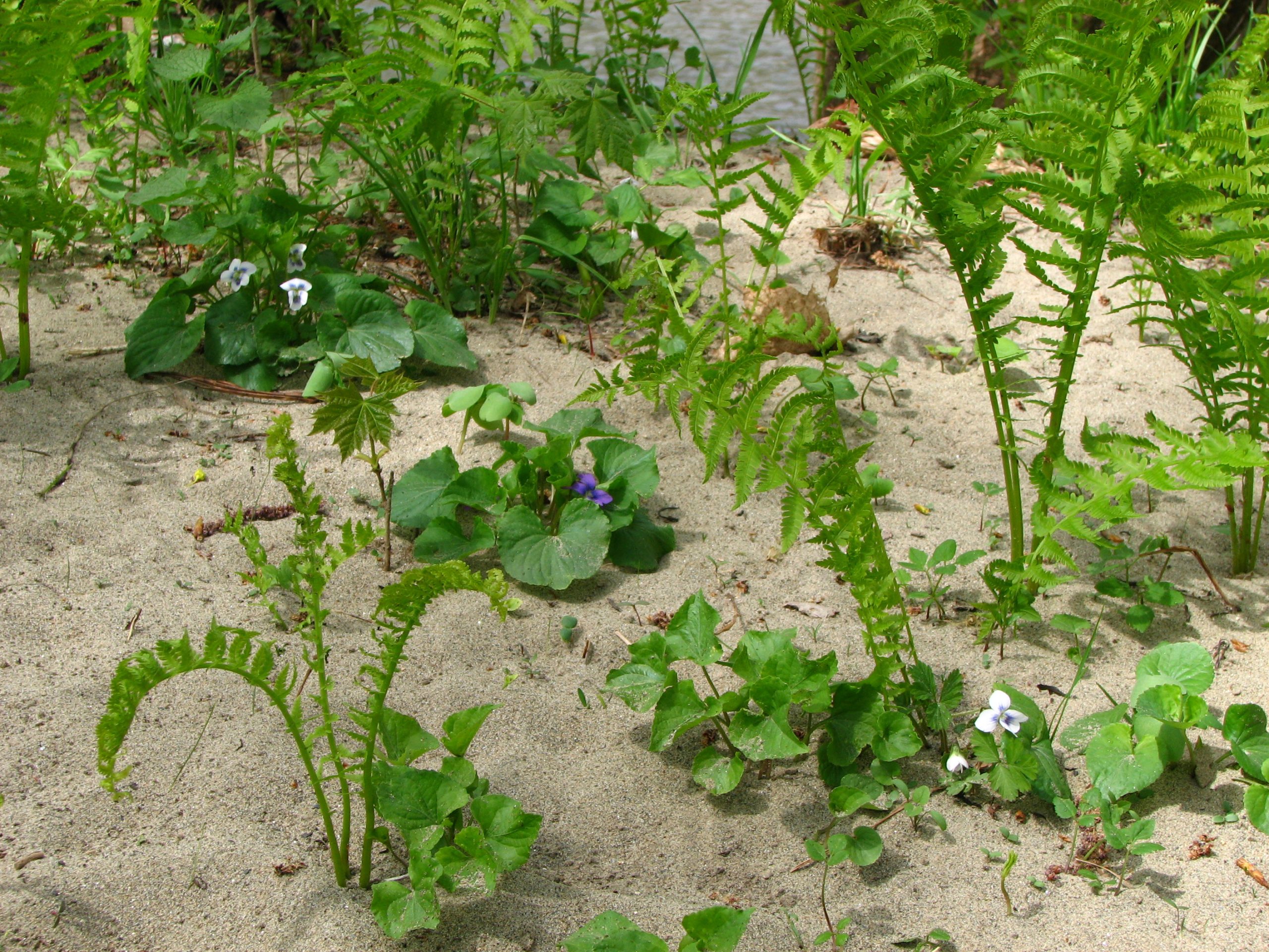 Spring Ferns in the Sand (user submitted)