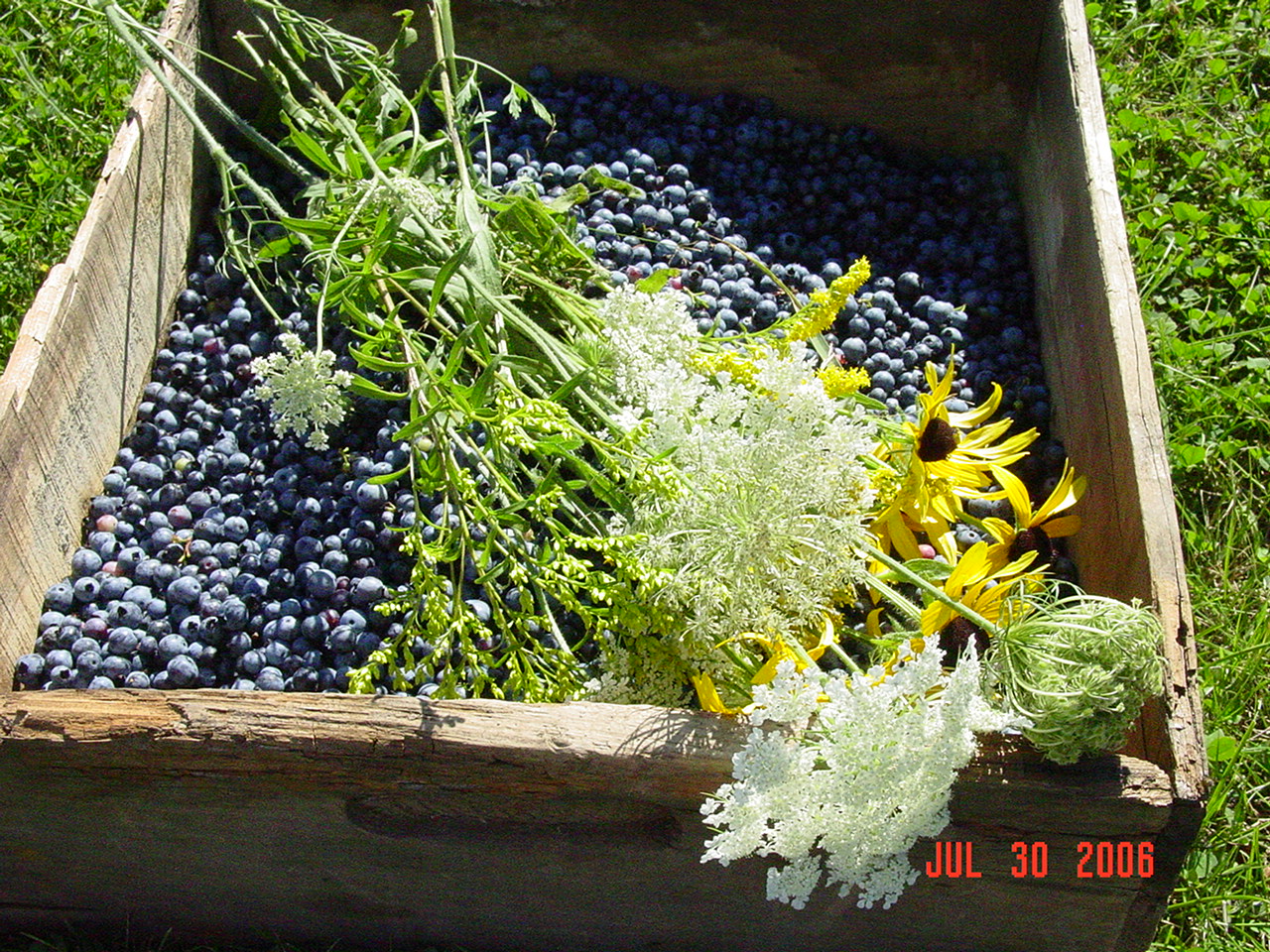 Blueberries and Wildflowers (user submitted)