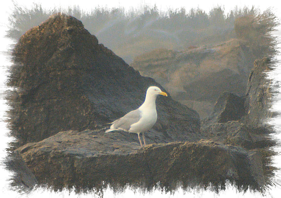 Atlantic Gull in Fog (user submitted)