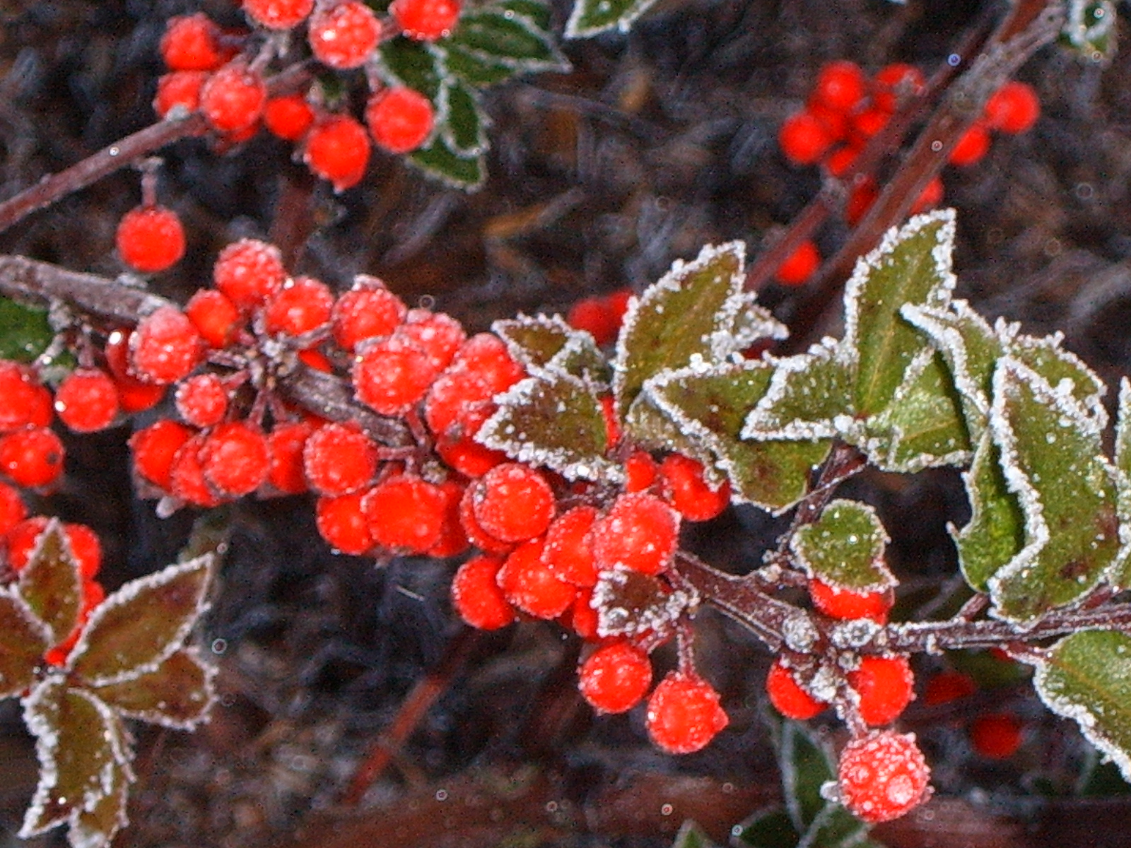 Frost on Berries (user submitted)
