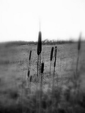Cat Tails (user submitted)