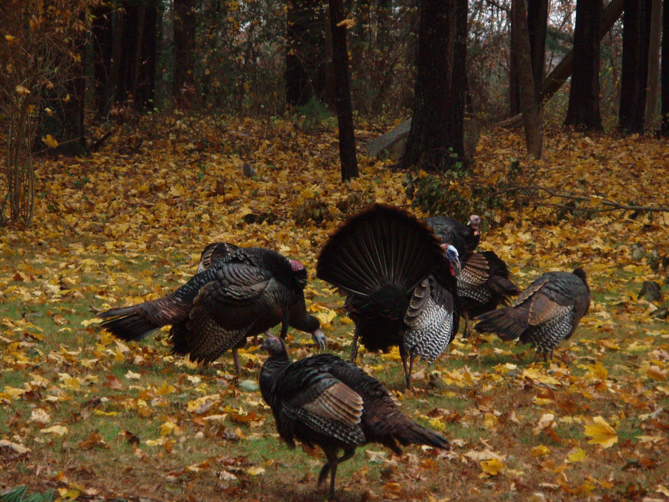 Turkeys (user submitted)