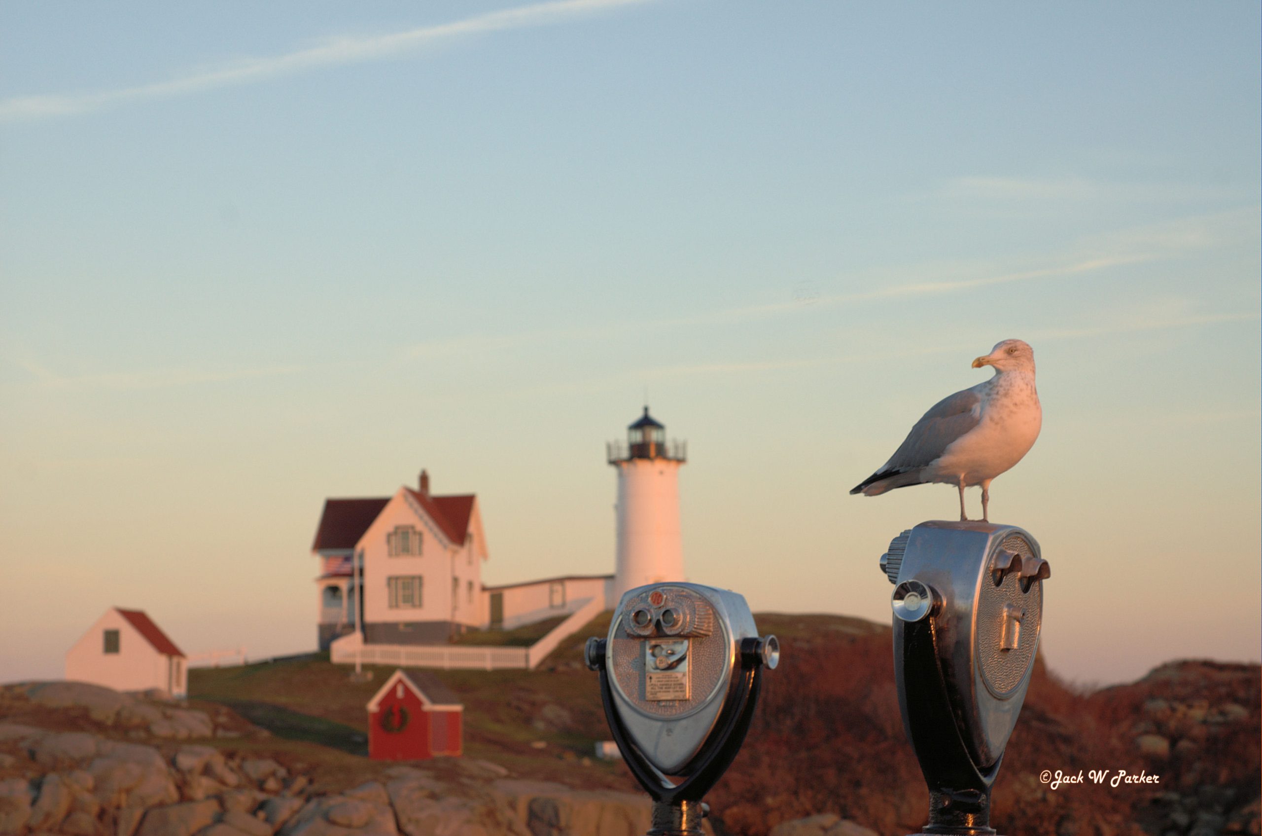 Gull Watching (user submitted)