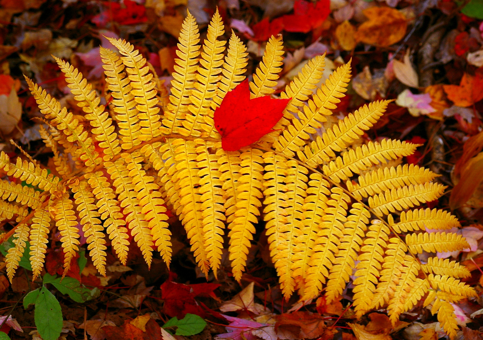 Red Leaf on Golden Fern (user submitted)