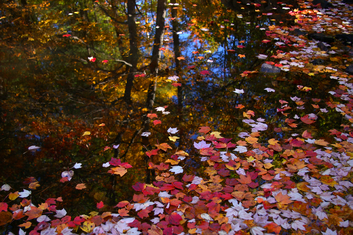 Leaves-Reflections (user submitted)