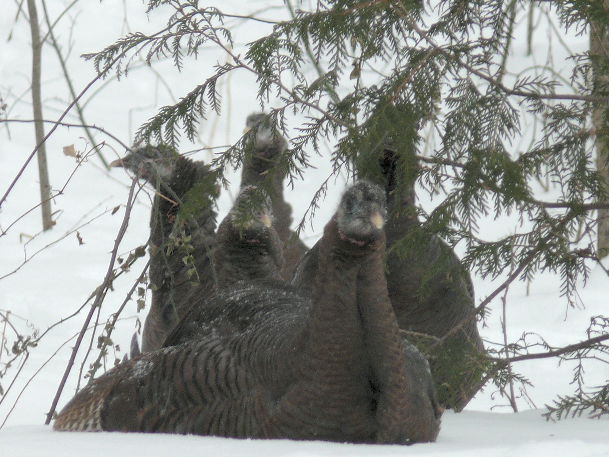 Turkeys Take Shelter In The Storm (user submitted)