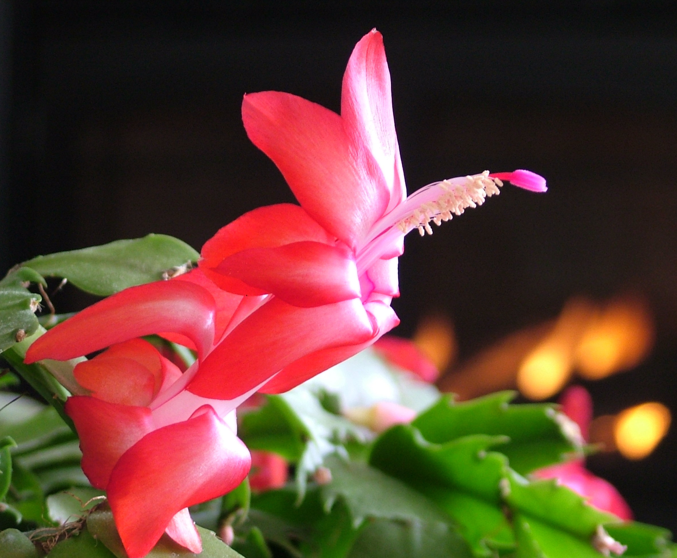Winter Cactus Bloom (user submitted)