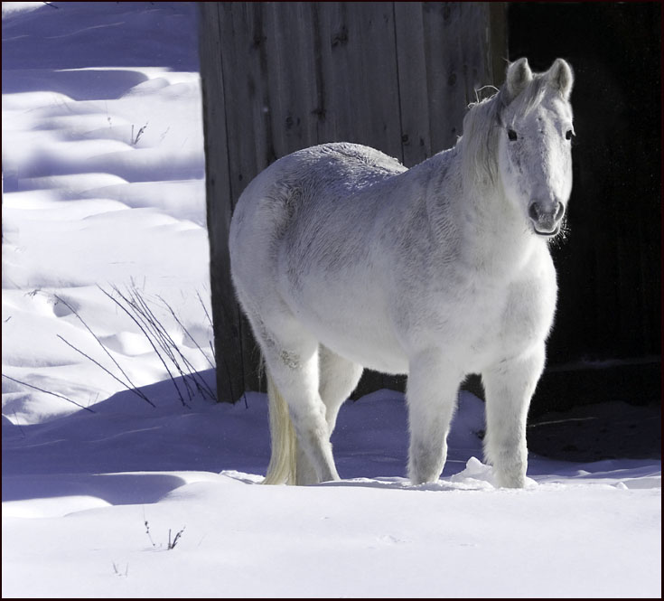 White Horse (user submitted)