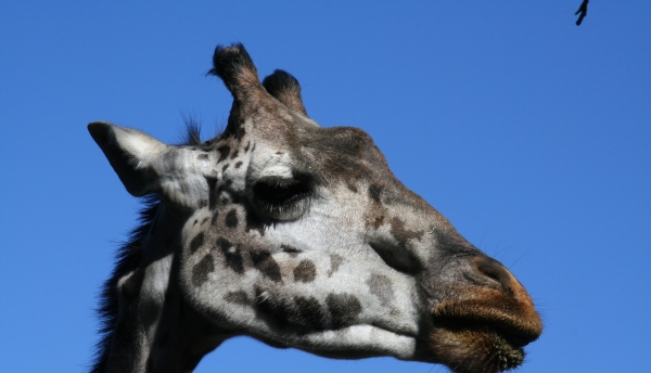 Giraffe (user submitted)