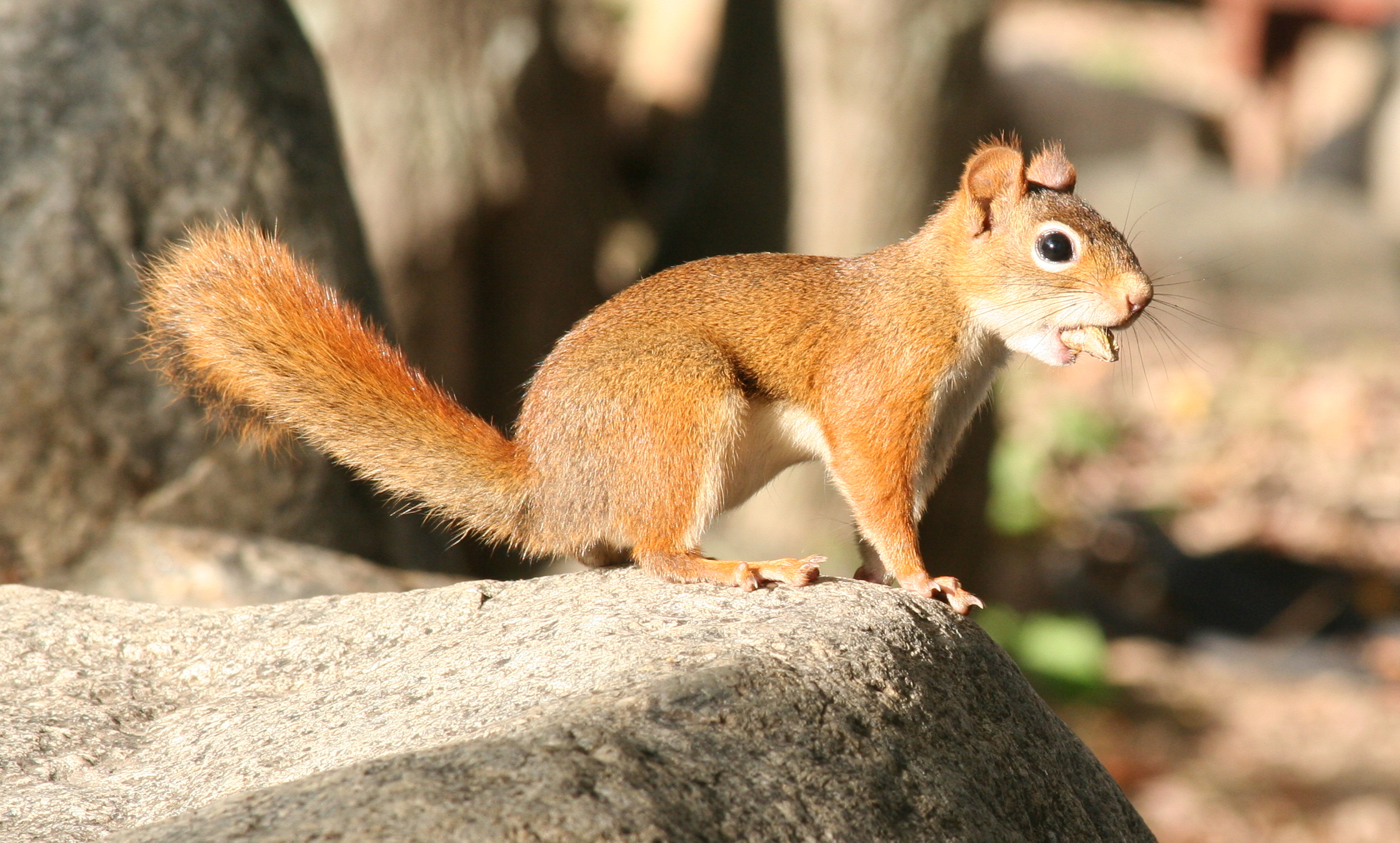 Squirrel (user submitted)