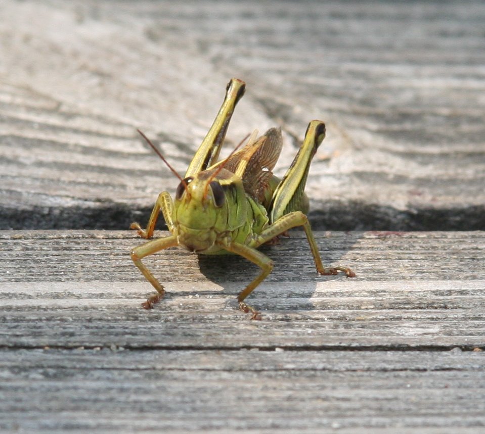 Grasshopper (user submitted)