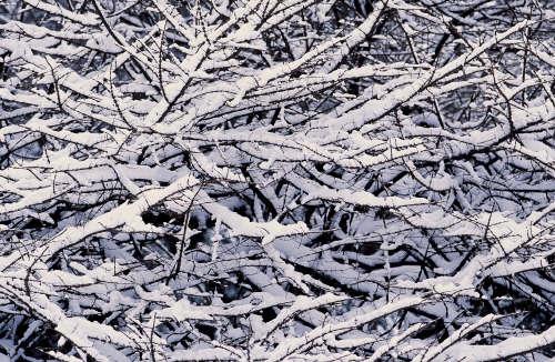 Snow Branches (user submitted)