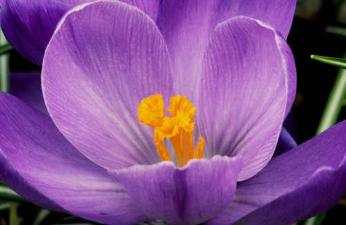 Crocus (user submitted)