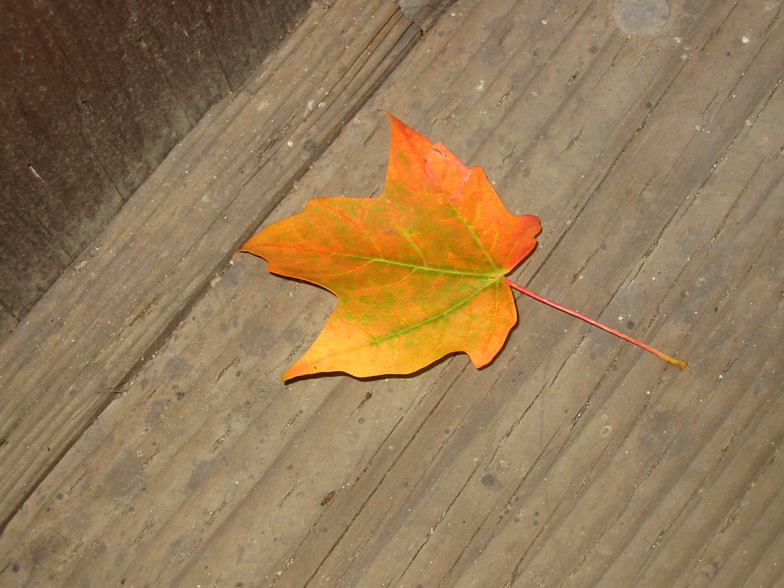 A Leaf (user submitted)