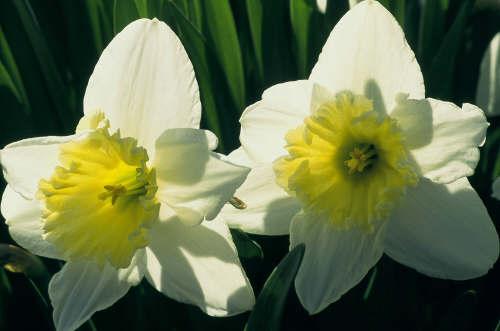 Twin Daffodils (user submitted)