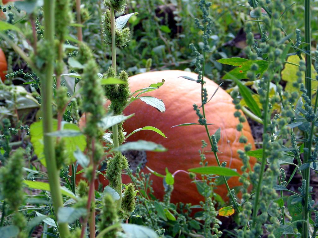Hidden Pumpkin (user submitted)