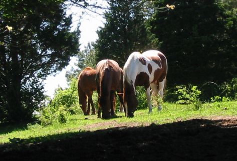 Horse Gathering (user submitted)