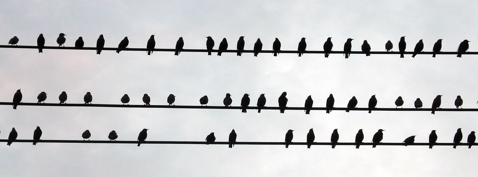 Birds on the Wires (user submitted)