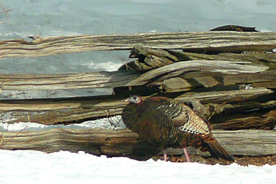 A turkey stands in the snow near an old wooden fence, with a background of more snow-covered terrain.