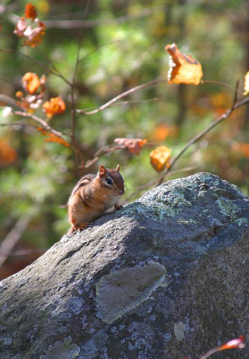 Chipmunk Ready for Winter. (user submitted)