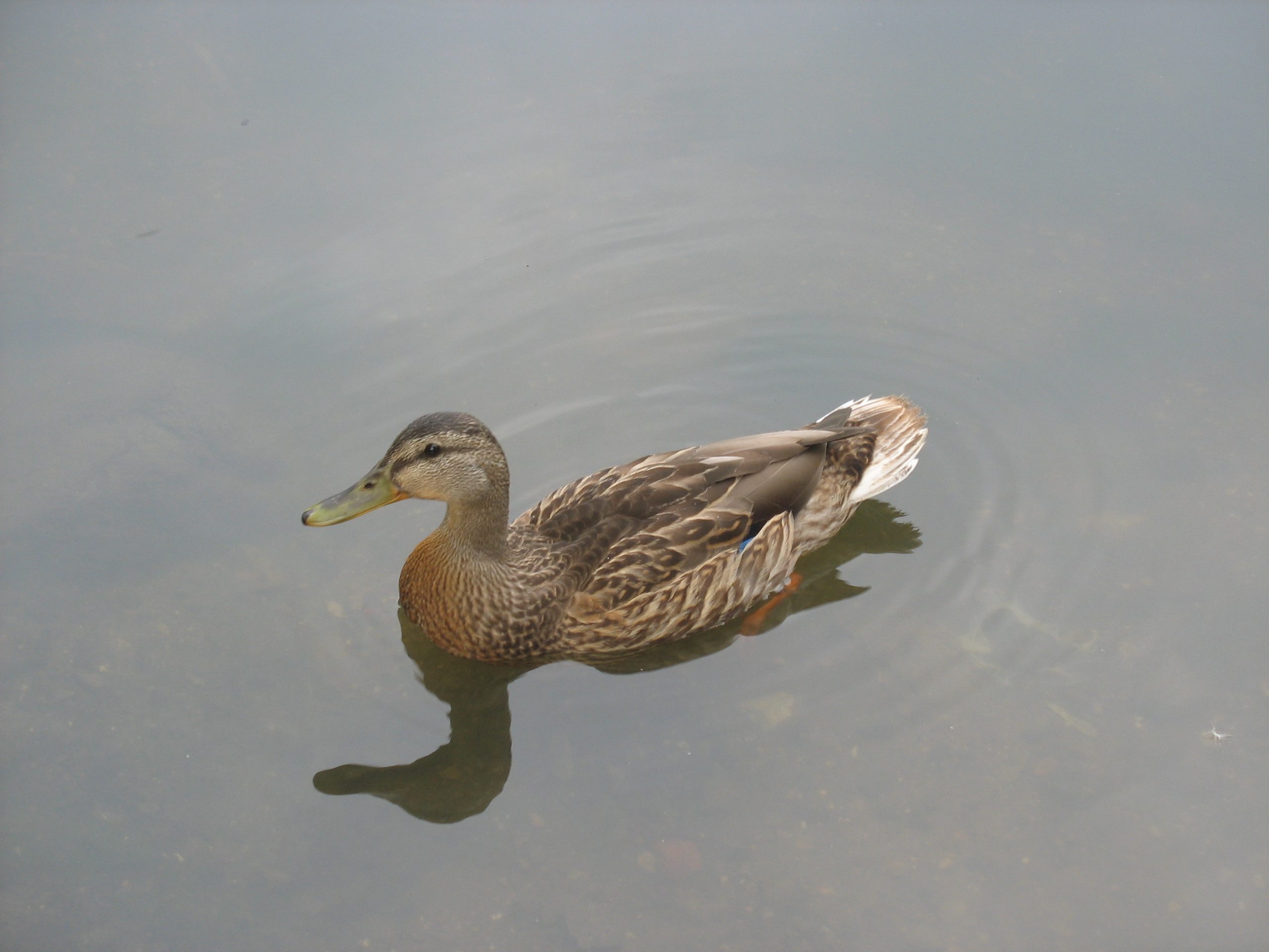 Duck (user submitted)
