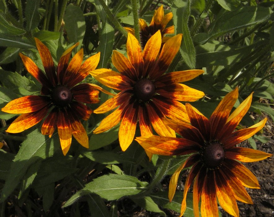 Blanket Flower (user submitted)