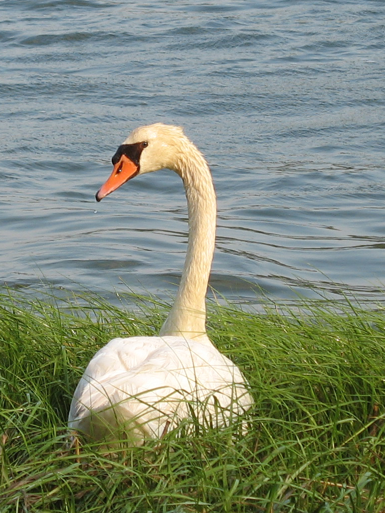 Swan (user submitted)