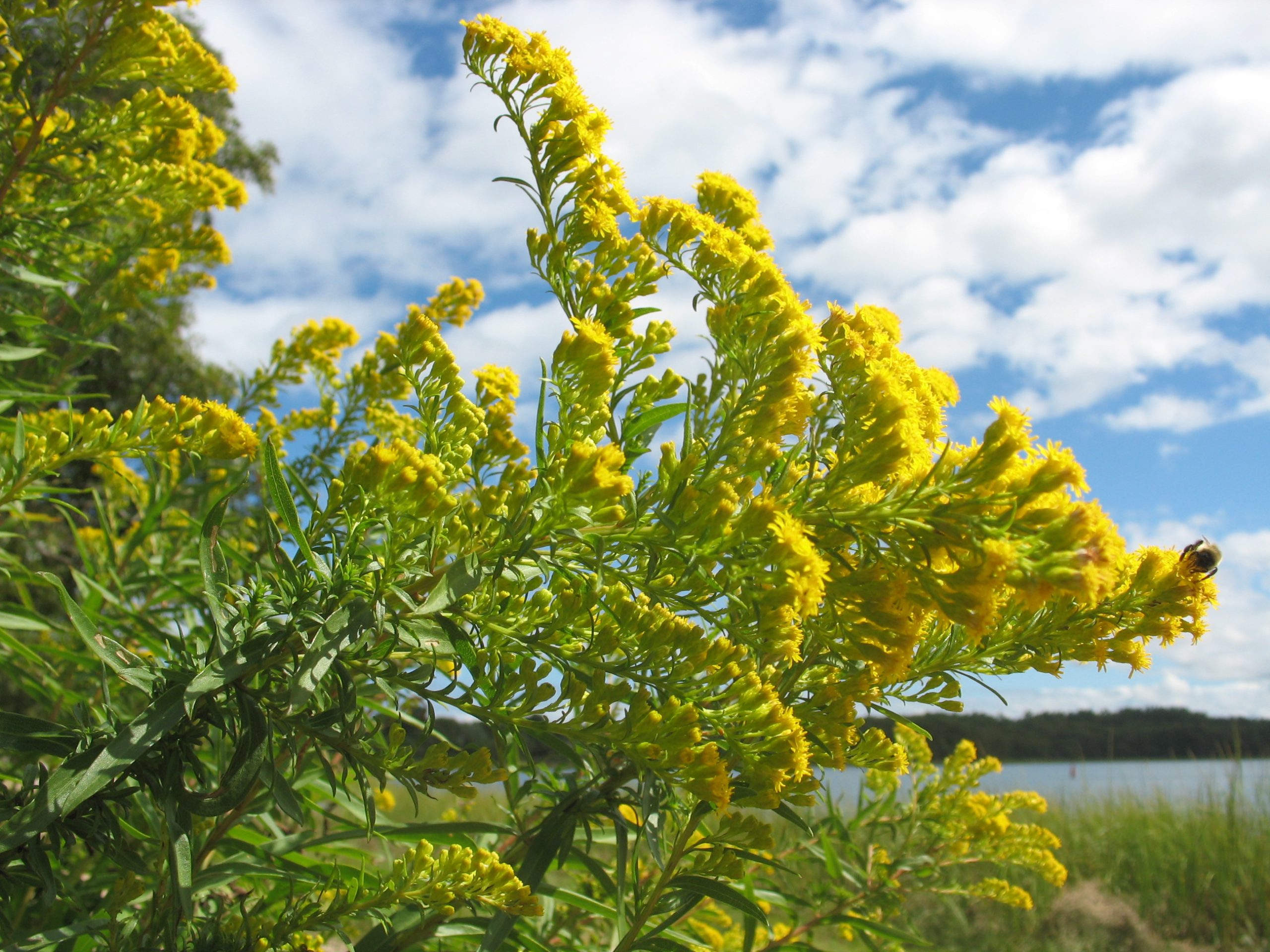 Goldenrod by Little Buttermilk Bay (user submitted)