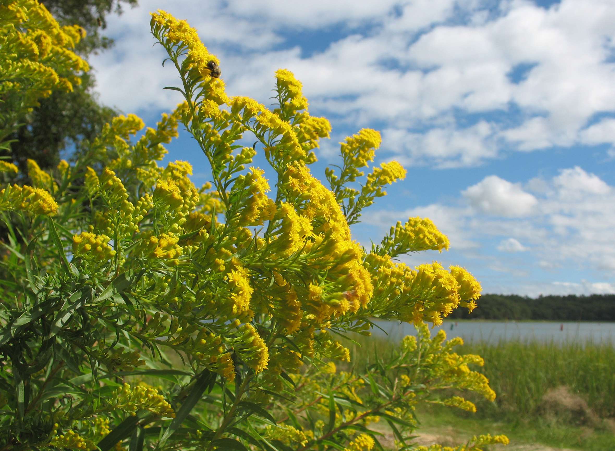 More Goldenrod on Little Buttermilk Bay (user submitted)