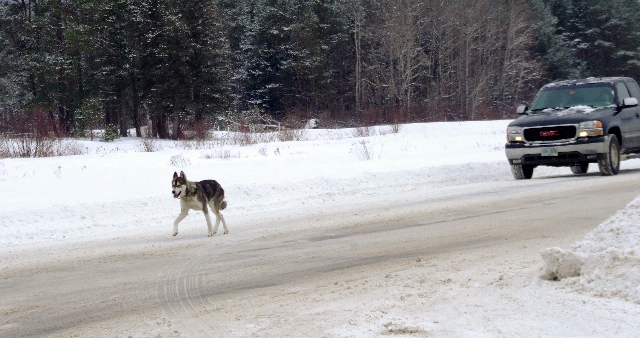 Husky on the Loose!! (user submitted)