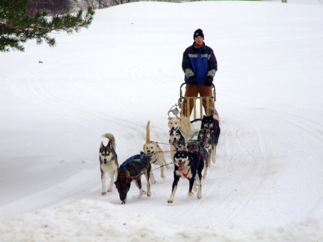 Husky Sleigh Ride Close Up (user submitted)