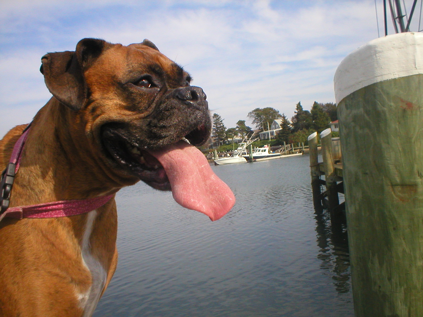 Dog Waiting for Boat to Nantucket (user submitted)