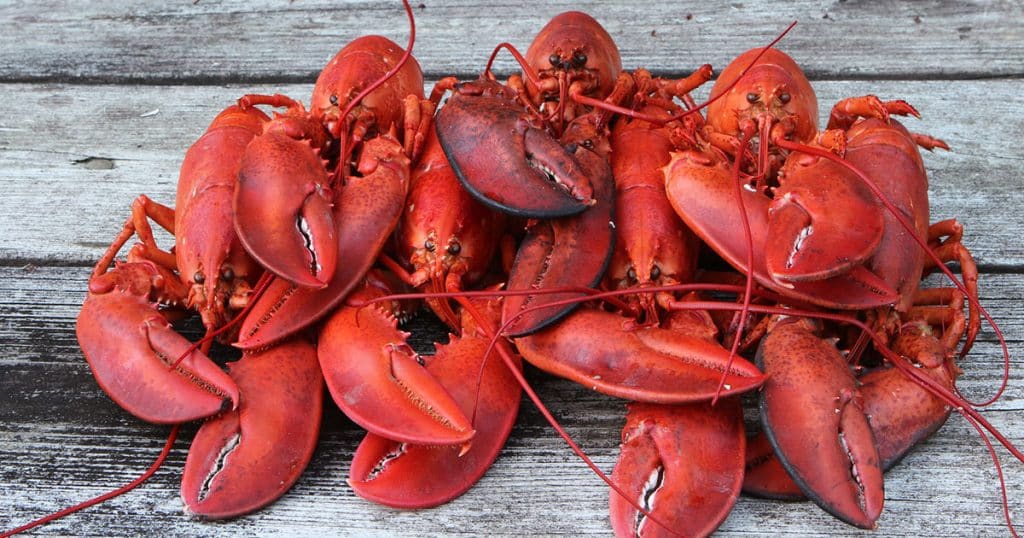 High water Marks Lobster Timeline New England