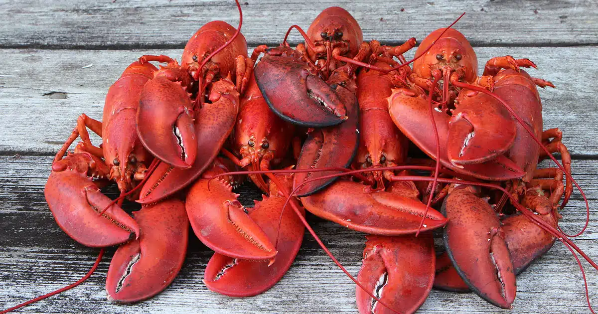 High-water Marks | Lobster Timeline