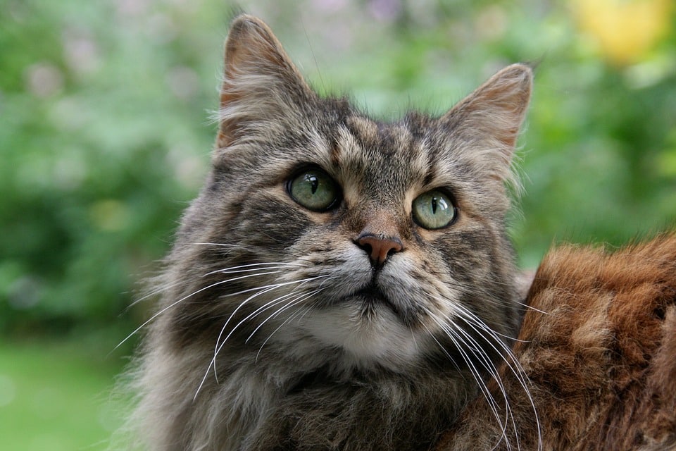 maine-coon-3347769_960_720