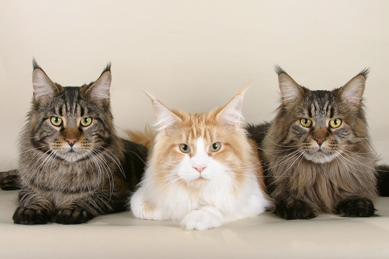 blue maine coon kittens