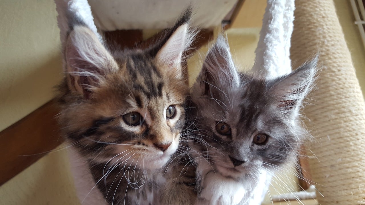 Maine coon kittens are extra-fluffy. 