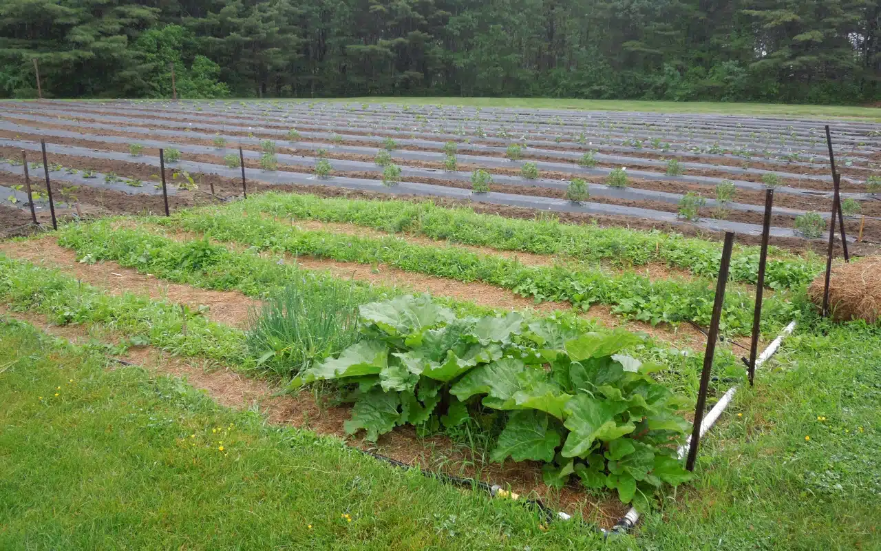 Maine Diner in Wells, Maine