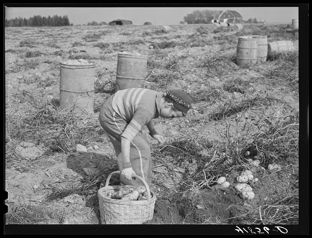 Maine Potato Harvest Break