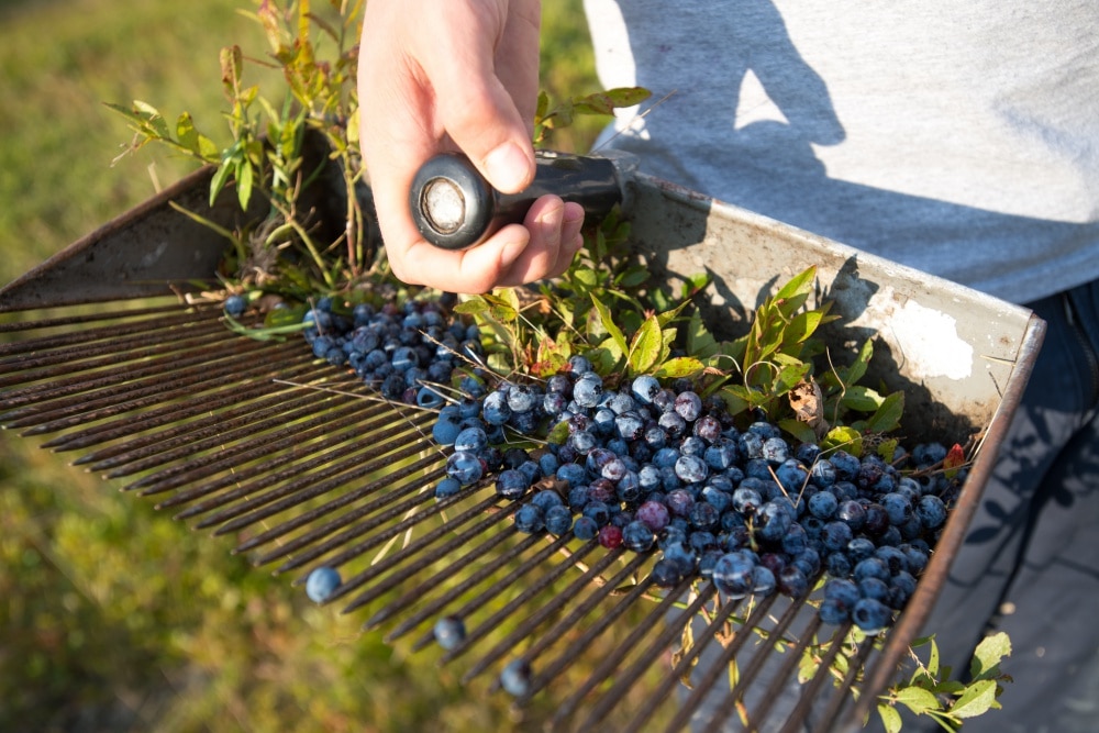 Wild Blueberries, Washington County, Maine