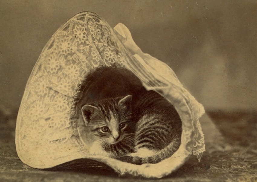 Kitten nestled in a bonnet, ca. 1885
