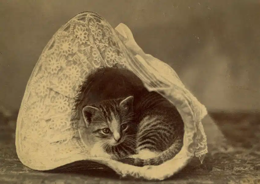 Mark Twain Rented Cats | Footnote to History